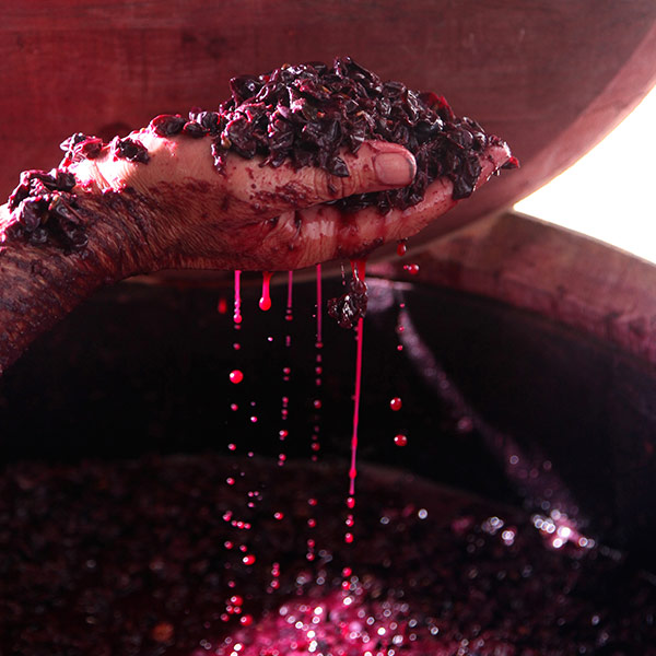 biodynamic-wine-techniques