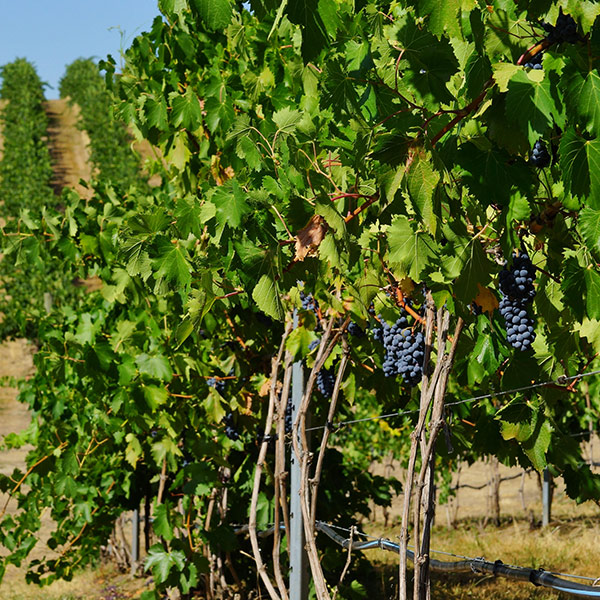 wines-fields